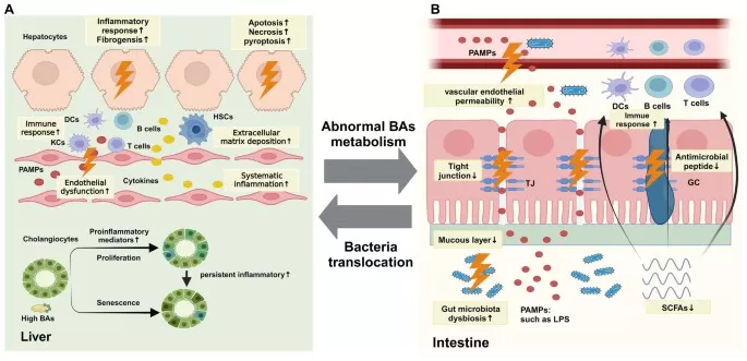 Schematic of the gut–liver axis showing ileal FXR-driven FGF19 release to the portal vein, hepatic suppression of CYP7A1/CYP8B1, and key transporters (ASBT, NTCP, BSEP, OSTα/β). Panel annotates how advanced chronic liver disease (ACLD) features reduced intestinal FXR/SHP/FGF19, impaired tight-junction/antimicrobial peptides, and disrupted feedback control of bile acid synthesis.